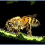 imagem de sonhar com abelha