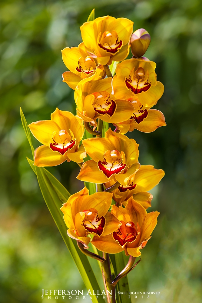Orquídeas Amarelas